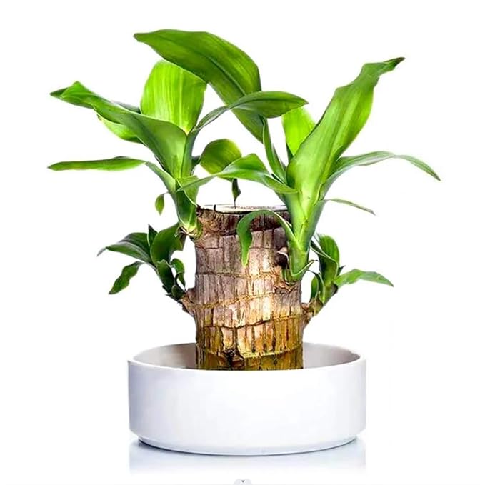 Brazilian Lucky Wood Buy 1 Get 1 Free