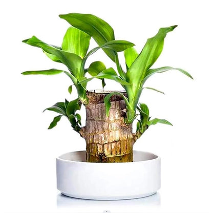 Brazilian Lucky Wood Buy 1 Get 1 Free