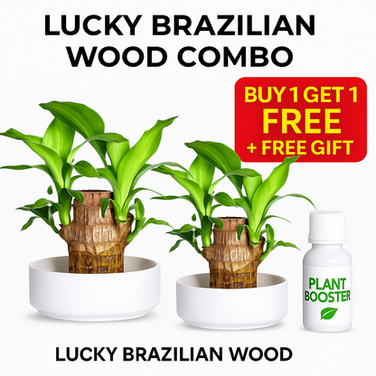 Brazilian Lucky Wood Buy 1 Get 1 Free